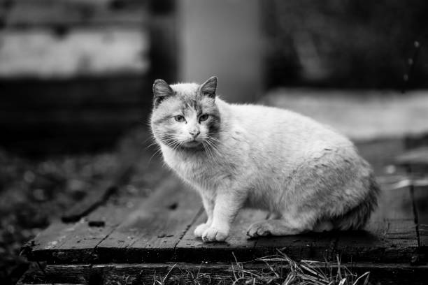 istock Big the stray cat outdoors. Black and white photography. 1273218047