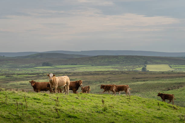istock Cows standing in a field on a hill with beautiful serene scenic landscape 1273219687