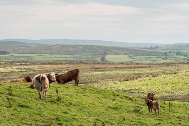 istock Cows standing in a field with beautiful green scenic landscape 1273220704