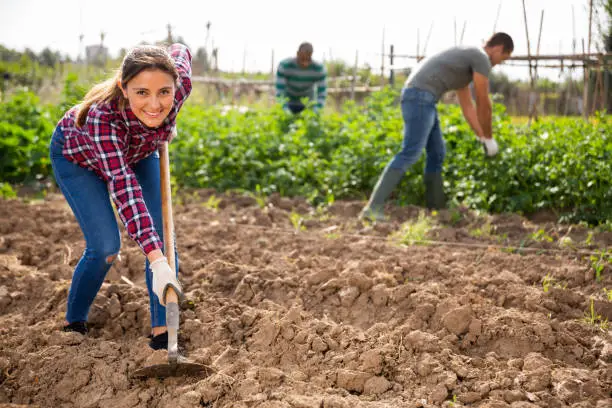 Photo of Latina woman tilling soil with hoe in garden