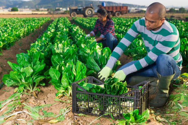 istock Latino male farmer picking chard on field 1273221424