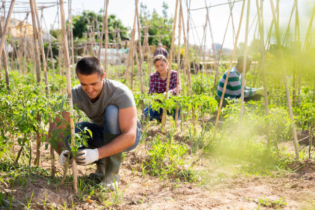 istock Man fixing tomato plants on supporting trellis in garden 1273221427