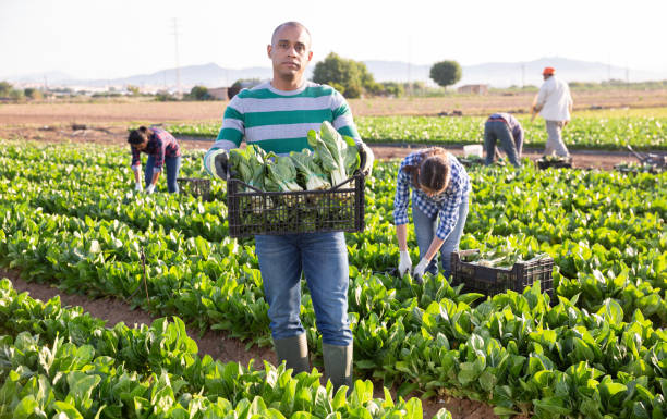 istock Farmer holding box with picked swiss chard 1273221597