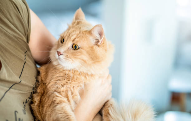 istock Beautiful Maine Coon cat in his owners hands. 1273221650