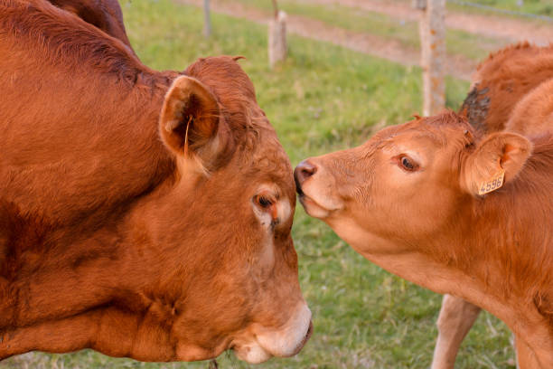 istock Curious french brown cow in a meadow 1273221782