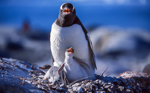 Close-up of nesting wild mother gentoo penguin and her newly hatched hungry chicks.

Taken in Antarctica.