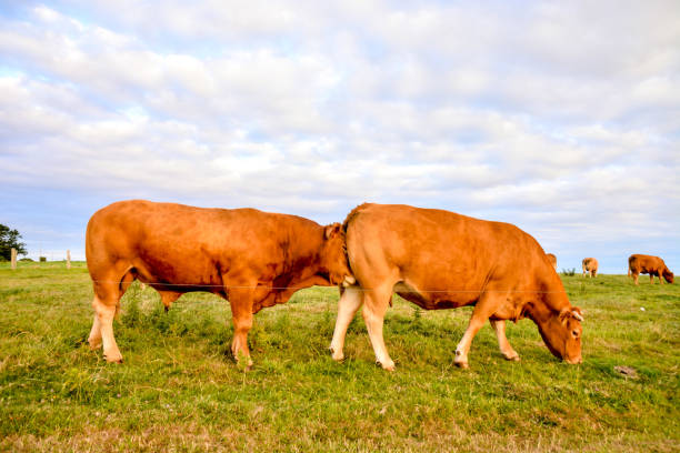 istock Curious french brown cow in a meadow 1273222813
