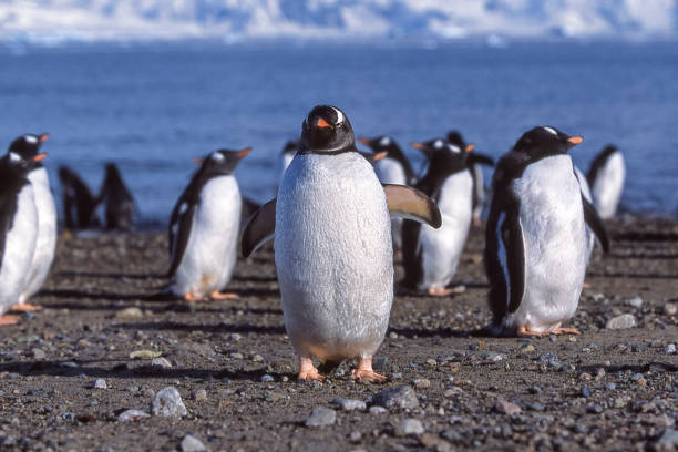 close-up of wild gentoo penguins on antarctica beach - bird black penguin gentoo penguin imagens e fotografias de stock