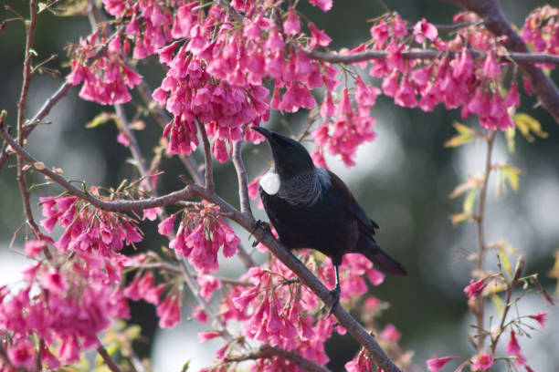 istock Tui in Brazilian Cherry Tree 1273223793