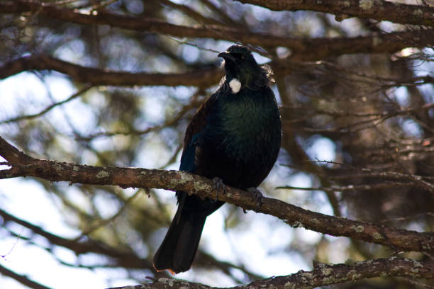 Tui or Parson's Bird stock photo