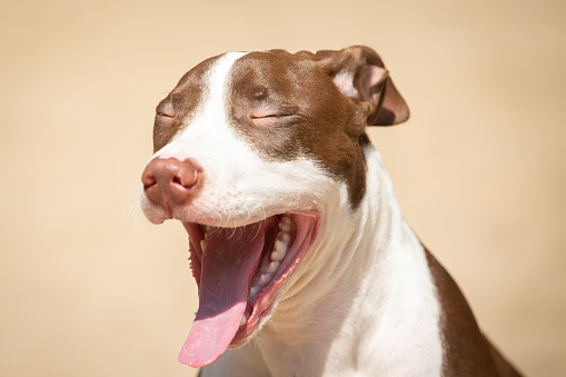 American Terrier Pitbull yawning with tiredness.