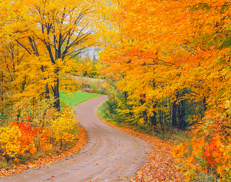 A country road winds through  sugar maples  in Autumn colors North of Craftsbury Common, Vermont