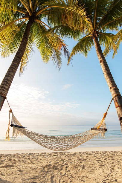 hamaca bajo palmeras de coco en la playa tropical - hamaca fotografías e imágenes de stock