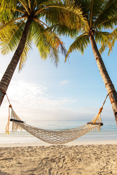 amaca sotto palme da cocco sulla spiaggia tropicale - hammock beach vacations tropical climate foto e immagini stock