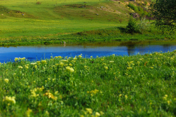 Horizontal view. Green lawn near river in the field.