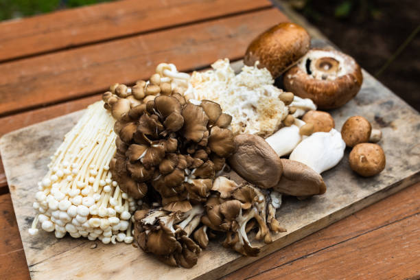 istock Various types of Mushrooms on a wood board 1273224691
