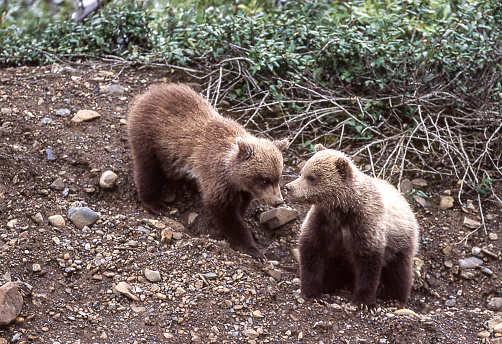 Close-up of two grizzly bear cub (Ursus arctos horribilis), exploring on an embankment covered in bushes and stones.\n\nTaken in Denali National Park, Alaska, USA.