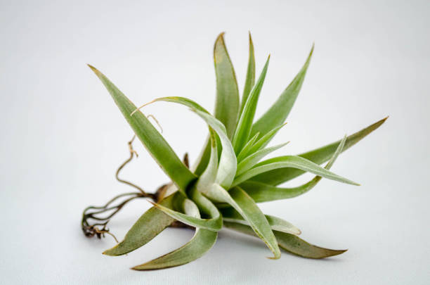 air plant green interior air plant stock pictures, royalty-free photos & images