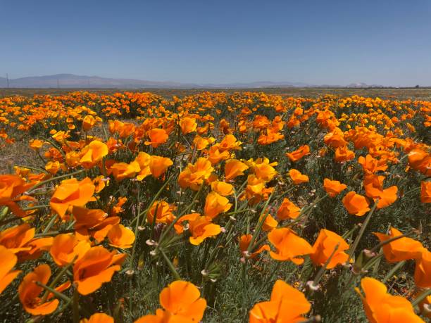 Poppy field Poppies blowing in the wind antelope valley poppy reserve stock pictures, royalty-free photos & images
