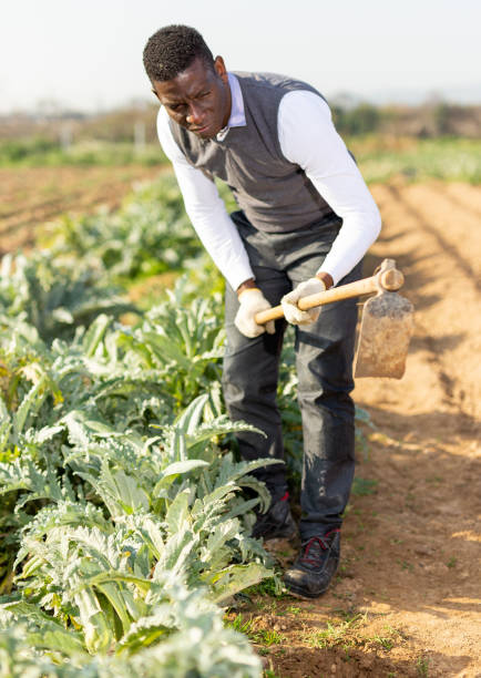 istock Male weeding artichoke plants 1273227917