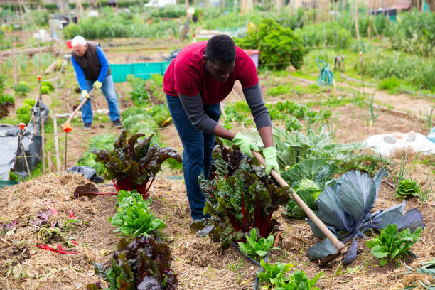 istock Worker spuds plants in a garden 1273227936