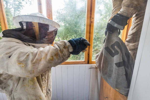 Destruction of the bee nest Workers in protective suits try to destroy bee hive on a balcony. It is a job for the professionals pest control. Minsk, Belarus - September 02 2020. minsk photos stock pictures, royalty-free photos & images