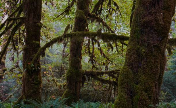istock The Epic Quinault Rainforest 1273231545