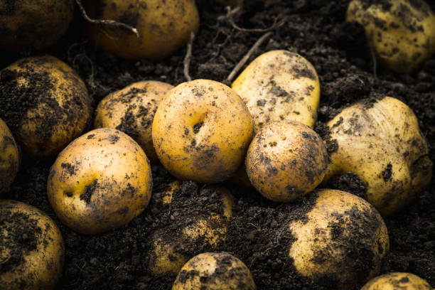 istock Freshly harvested yellow potatoes on the ground 1273232289