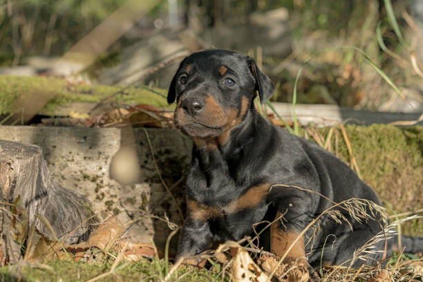 istock Pets, Puppy, cute , Doberman, Dog, Cozy, summer 1273233052