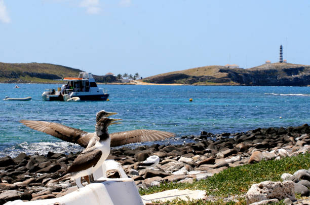 istock abrolhos marine park 1273233142