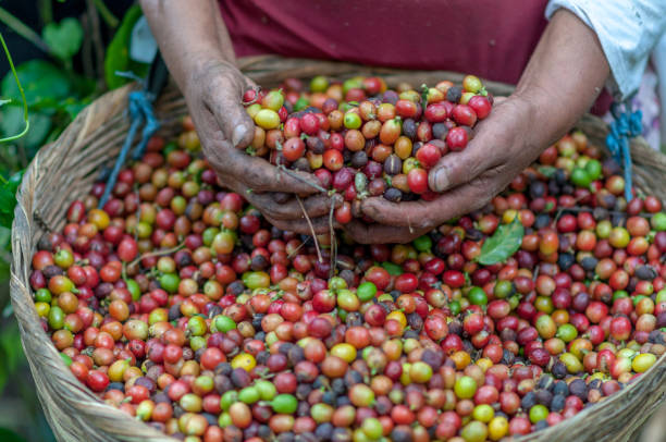 istock Hands that are picking coffee beans from the coffee tree 1273235852