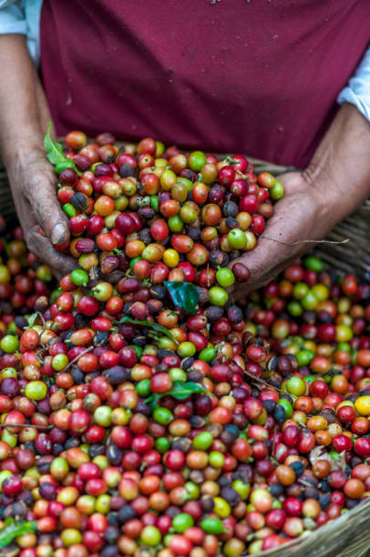 istock Hands that are picking coffee beans from the coffee tree 1273235853