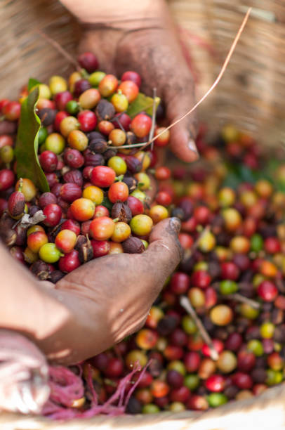 istock Portrait of hands picking coffee beans 1273235854