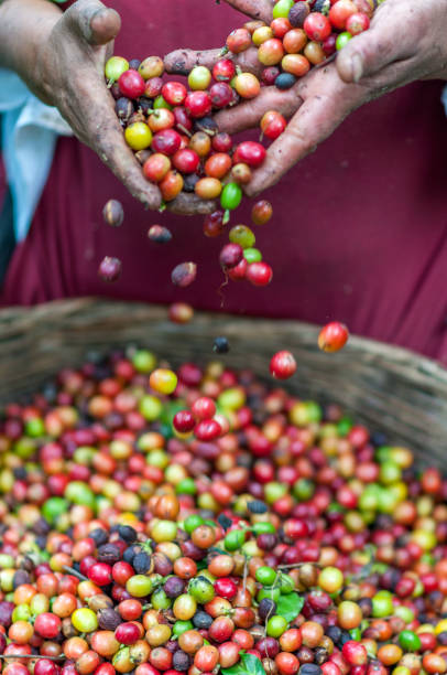 istock Hands that are picking coffee beans from the coffee tree 1273235855