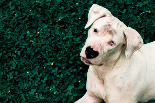 a beautiful white puppy with blue eye watching us a beautiful white puppy with blue eye watching us in Guatemala City, Guatemala Department, Guatemala dogo argentino stock pictures, royalty-free photos & images