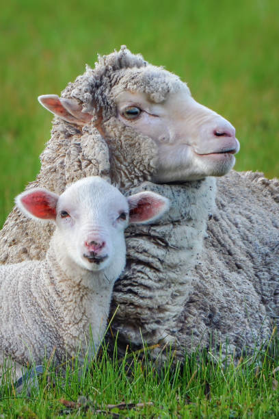 Young lamb being affectionate with it's mother Young sheep in the field cuddling with it’s mother ewe stock pictures, royalty-free photos & images