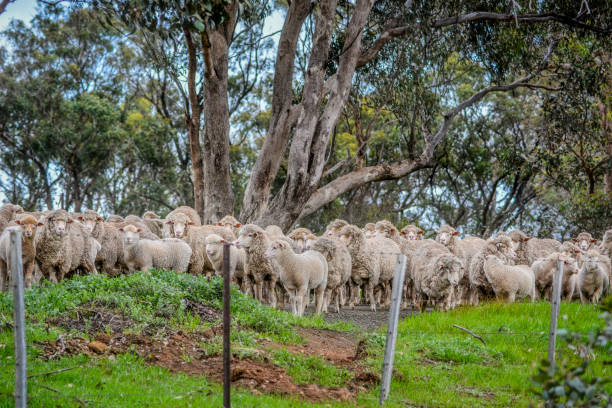 istock Sheep being herded on rural road 1273237953