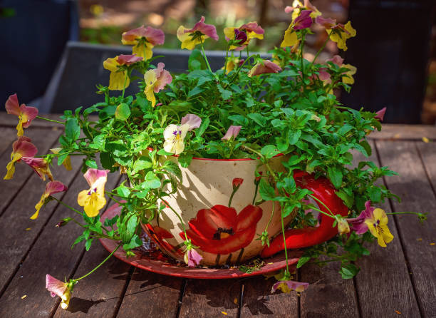 Flowers growing healthily in a tea cup pot in the sunshine