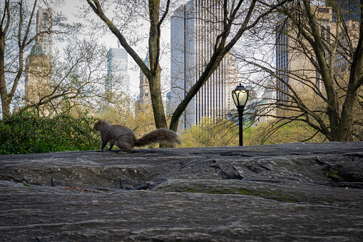 Central Park with a view of trees, squirrel and Manhattan skyscrapers in the background