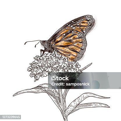 istock Vintage Line Art Monarch Butterflies on Milkweed Pattern 1273239645