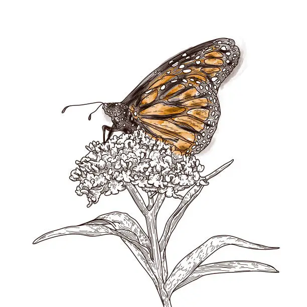 Vector illustration of Vintage Line Art Monarch Butterflies on Milkweed Pattern