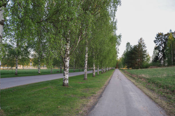 istock Tree lined suburban street sidewalk 1273240650