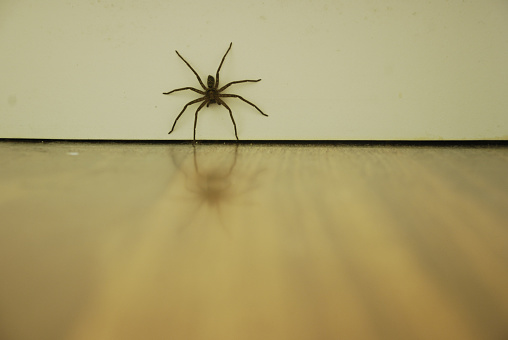 A Huntsman spider crawling under the door.