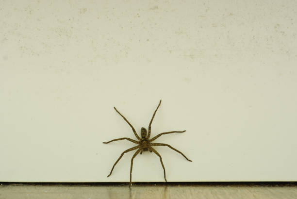 istock Huntsman Spider in the House 2 1273244381