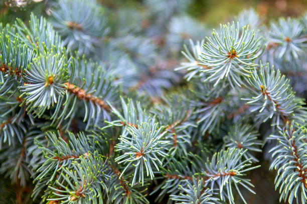 primer plano del abeto azul de colorado - spruce tree colorado blue blue spruce fotografías e imágenes de stock