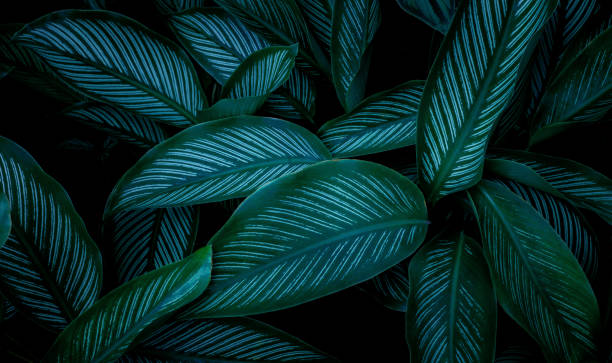 istock closeup nature view of green leaf background 1273246195