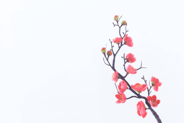 istock close up pink cherry branch on white 1273246221