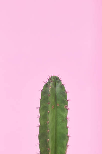 istock Green Cactus on pastel pink background 1273246222