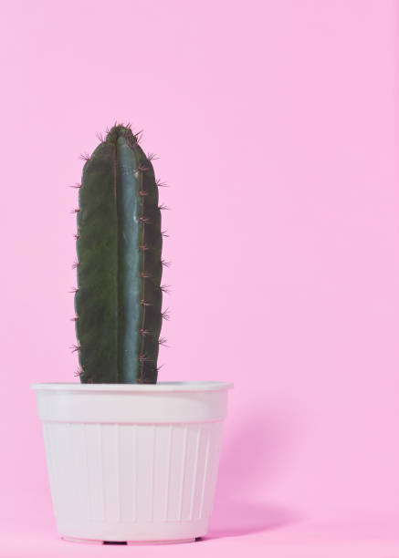 istock Green cactus in a white pot on pink background 1273246230