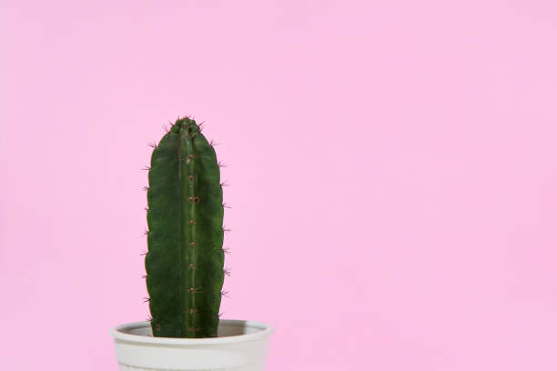 istock Green cactus in a white pot on pink background 1273246233